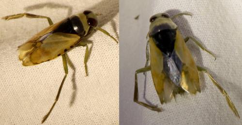 Notonecta glauca
